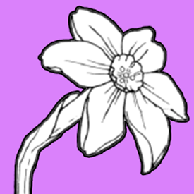 275x275 how to draw a narcissus or daffodil flower with easy step - Narcissus Drawing
