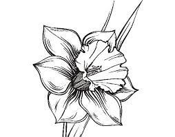 254x199 image result for narcissus drawing flowers roses plants drawings - Narcissus Drawing