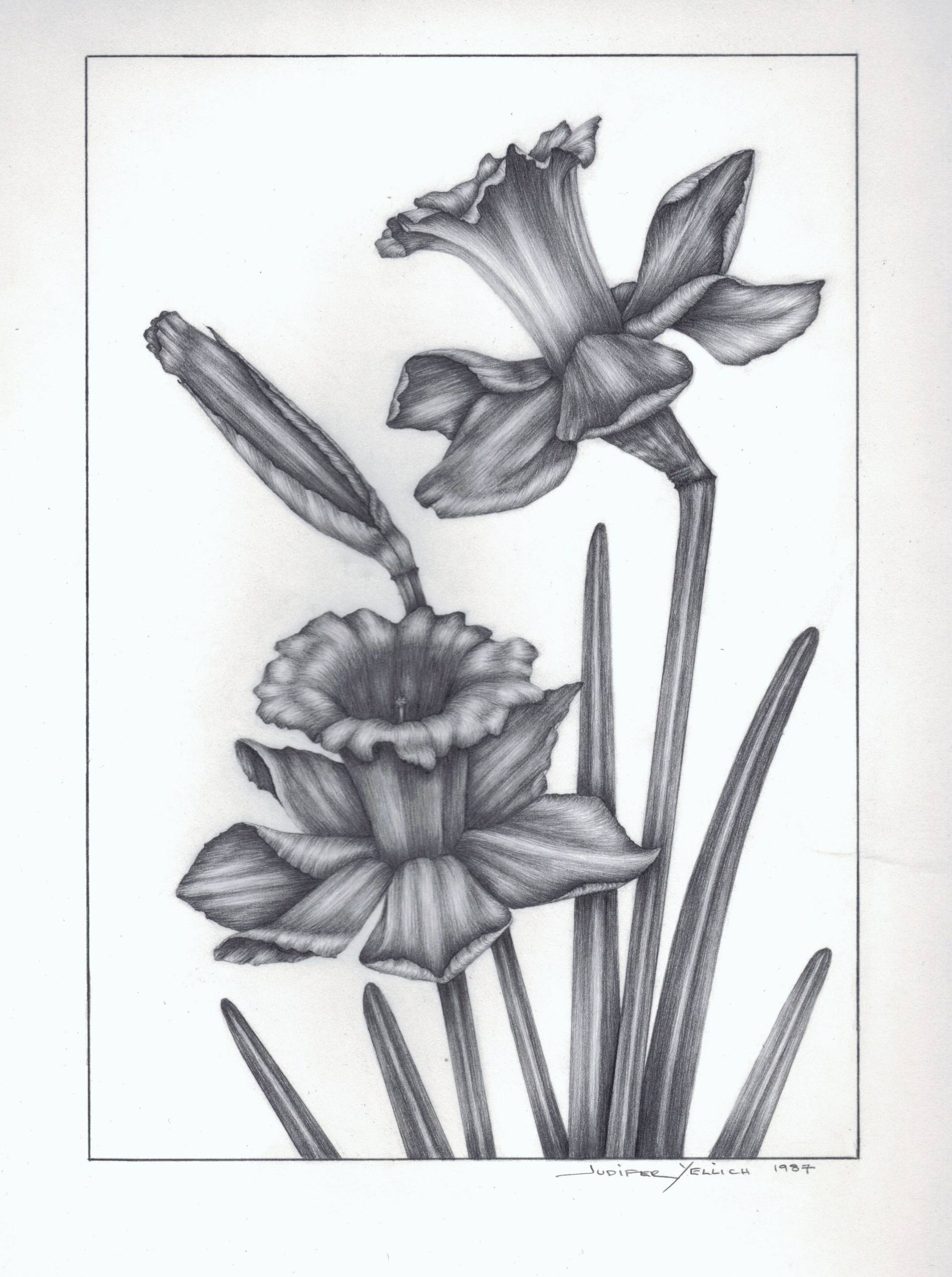 1920x2575 narcissus drawing - Narcissus Drawing