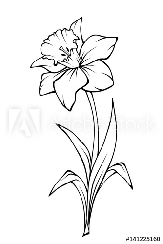 334x500 narcissus flower isolated on white vector black and white line - Narcissus Drawing