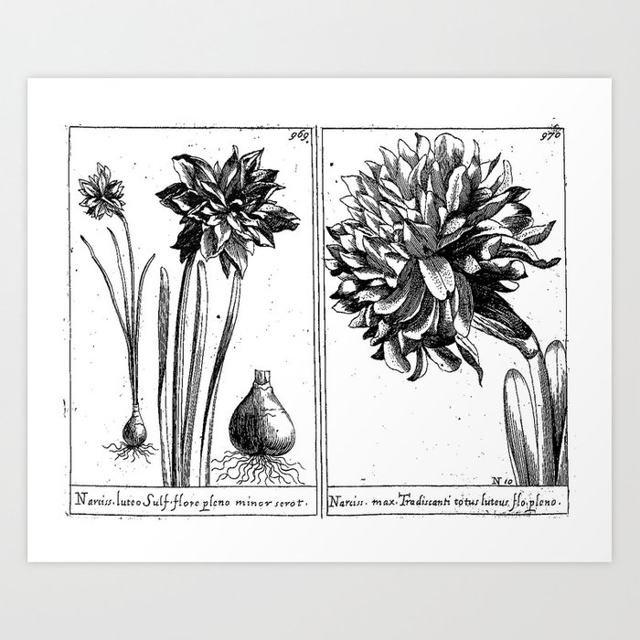 700x700 narcissus old drawing art print - Narcissus Drawing
