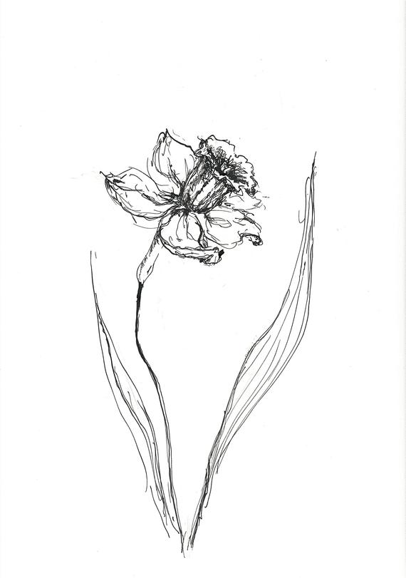 570x811 narcissus sketch daffodil sketch original sketch art etsy - Narcissus Drawing