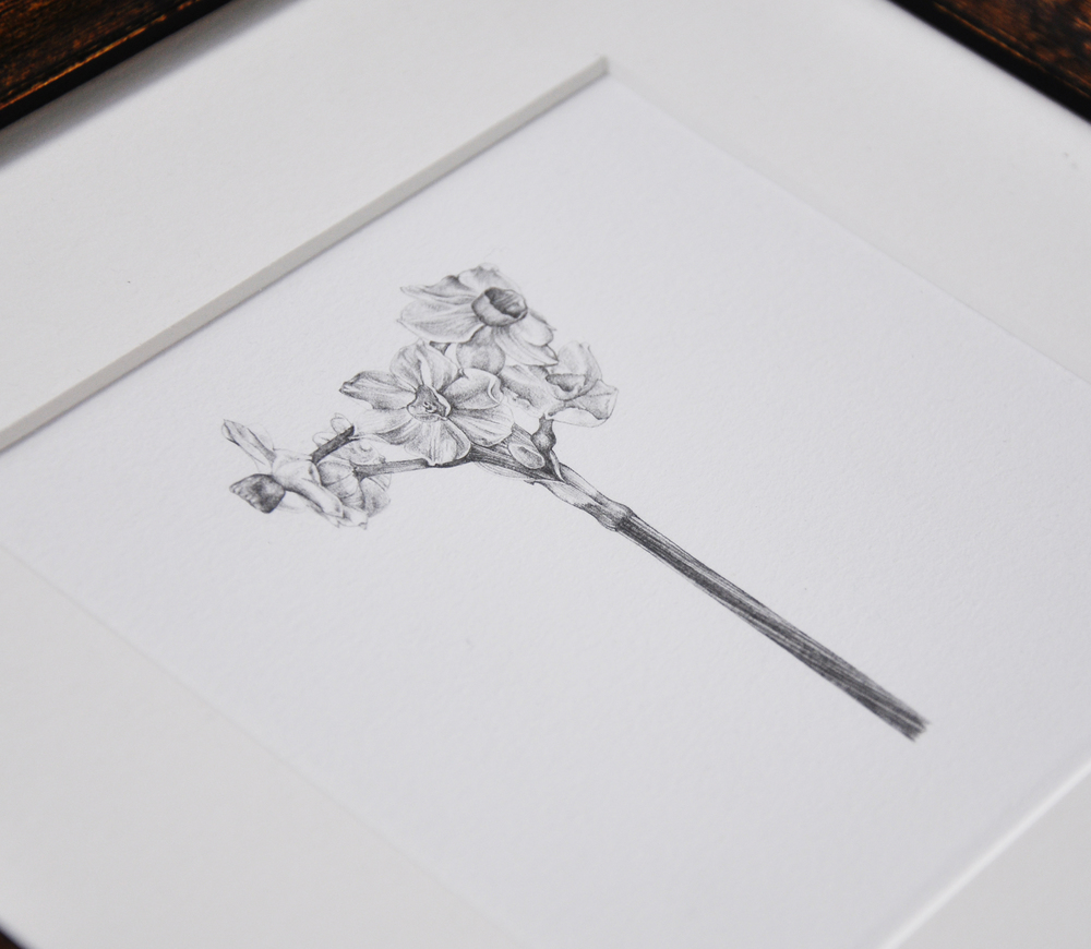 1000x870 original narcissus drawing lale guralp - Narcissus Drawing