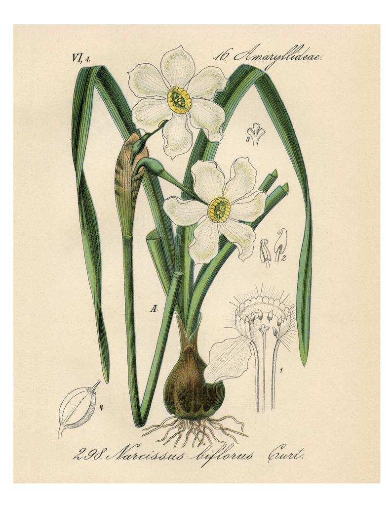 794x1026 white narcissus narcissus drawing narcissus white botanical etsy - Narcissus Drawing