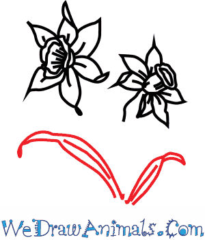 300x350 how to draw a narcissus flower - Narcissus Flower Drawing