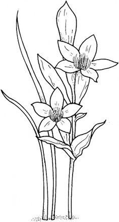 236x439 how to draw a daffodil flower step - Narcissus Flower Drawing