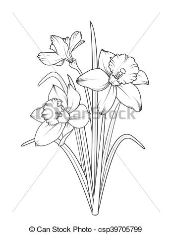 347x470 huge collection of 'narcissus flower drawing' download more than - Narcissus Flower Drawing