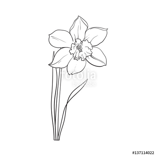 500x500 single daffodil, narcissus spring flower with stem and leaves - Narcissus Flower Drawing