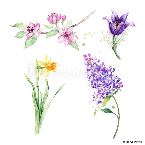 500x500 spring floral set collection with spring flowers, drawing - Narcissus Flower Drawing