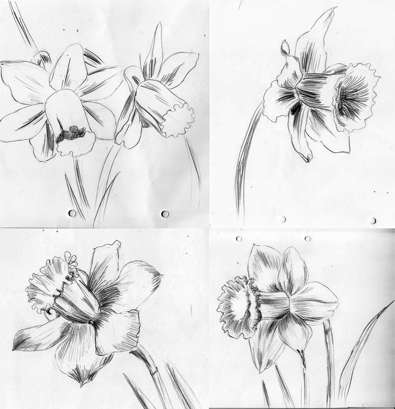 1282x1329 weekly doodles and tuts how to draw a narcissusdaffodil - Narcissus Flower Drawing