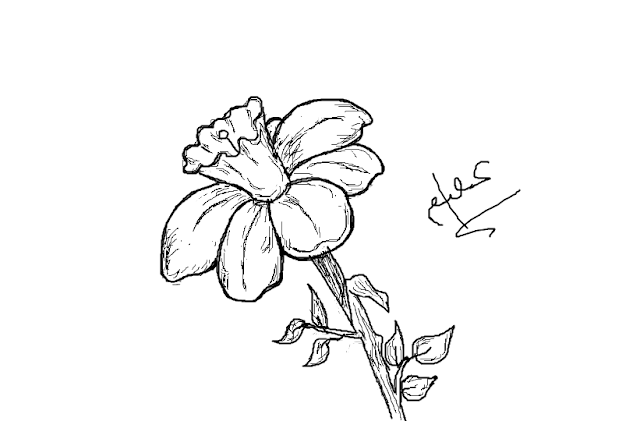640x421 narcissus flower drawing book - Narcissus Flower Drawing