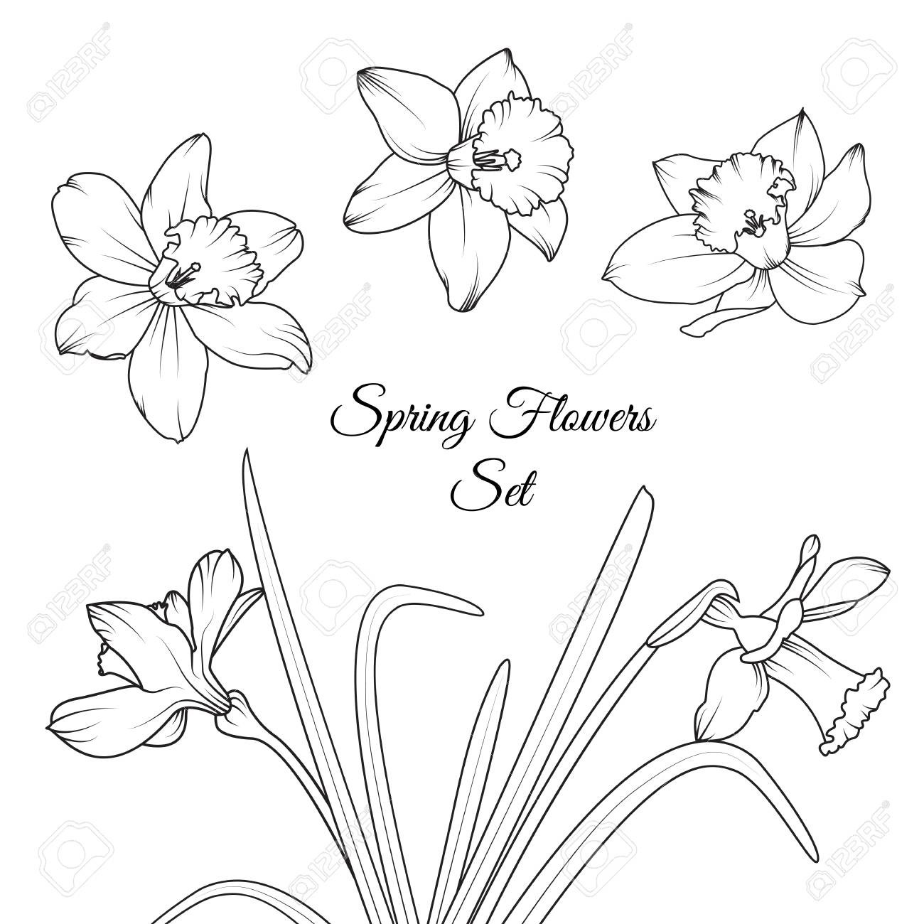 1300x1300 spring flower drawings - Narcissus Flower Drawing