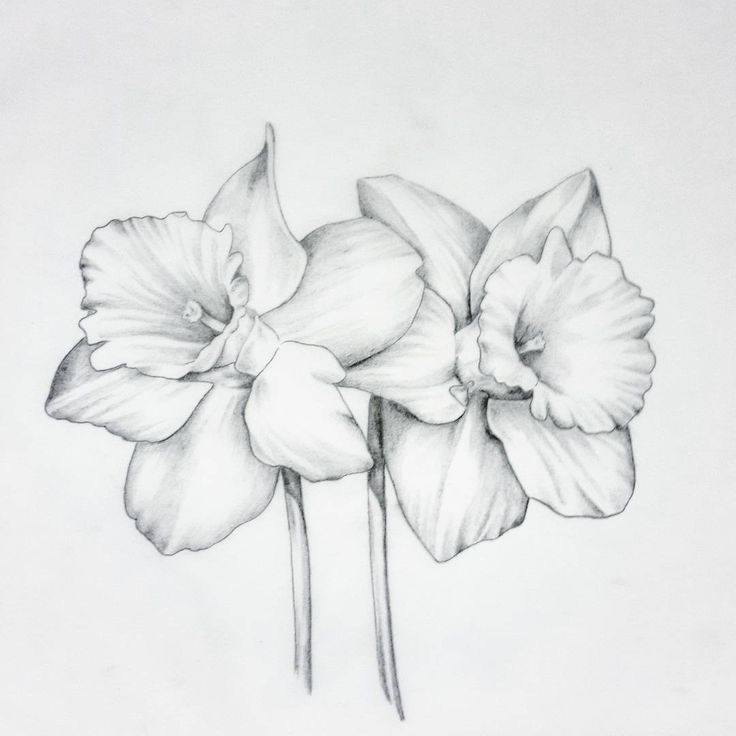 Narcissus Flower Drawing at Explore collection of
