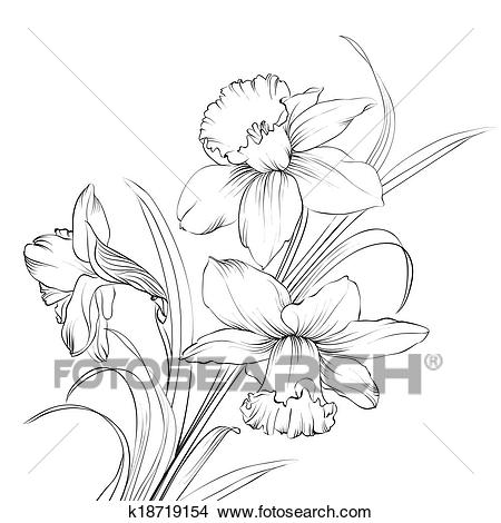 450x470 daffodil clipart narcissus flower - Narcissus Flower Drawing