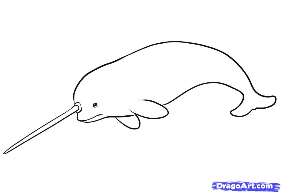 958x659 step how to draw a narwhal - Narwhal Cartoon Drawing