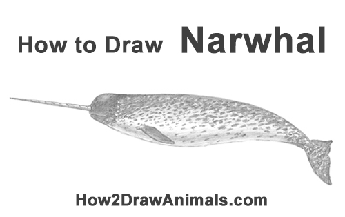 500x315 how to draw a narwhal - Narwhal Drawing