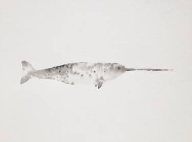 375x277 narwhal drawing - Narwhal Drawing