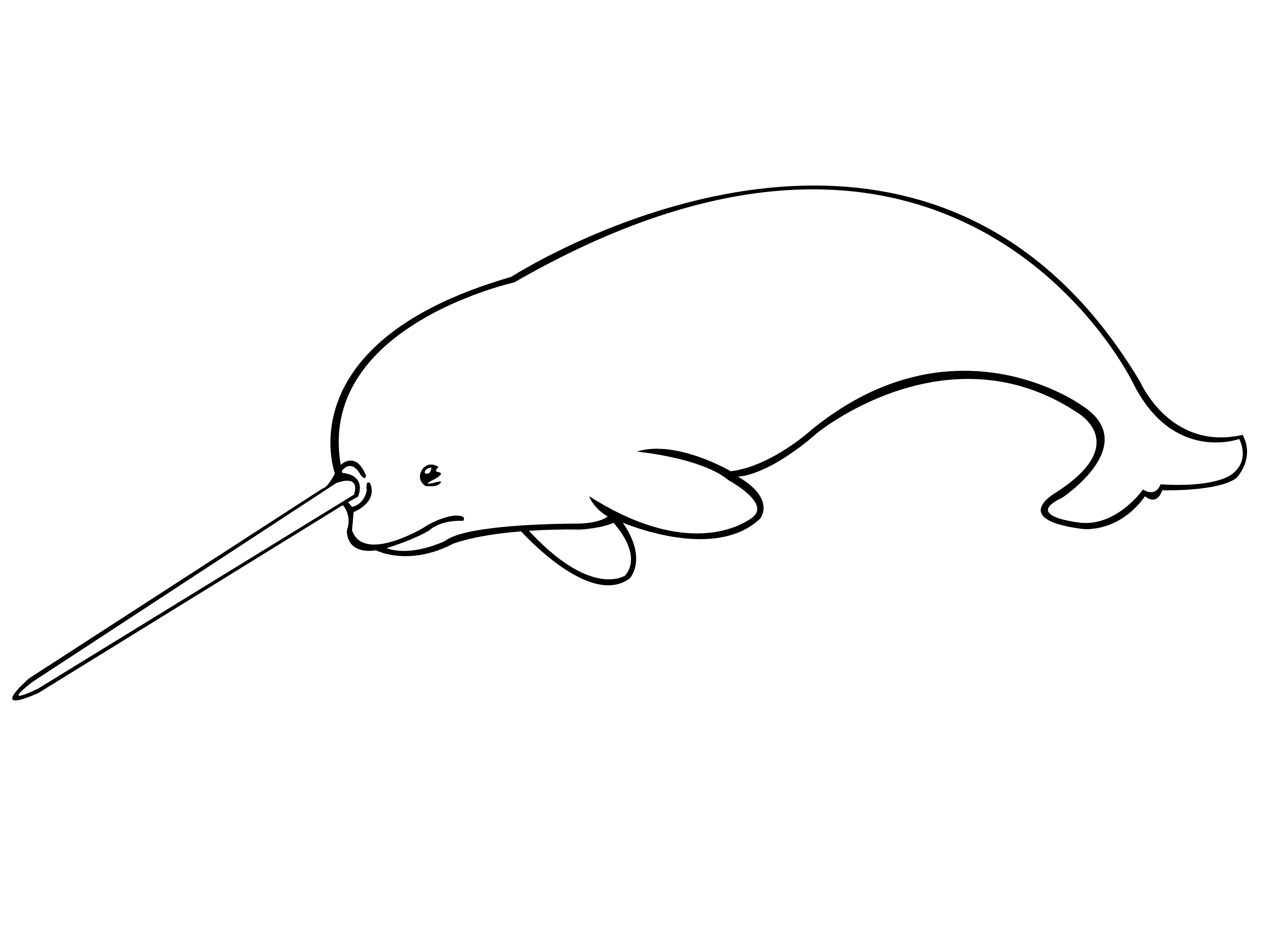 3200x2400 narwhal drawing - Narwhal Drawing