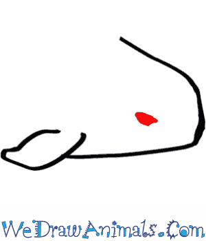 300x350 how to draw a narwhal - Narwhal Line Drawing
