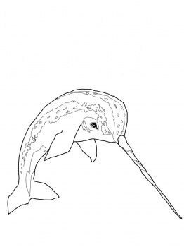 262x350 huge collection of 'narwhal line drawing' download more than - Narwhal Line Drawing