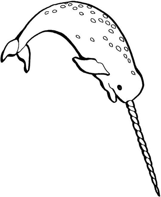 540x662 narwhal coloring - Narwhal Line Drawing
