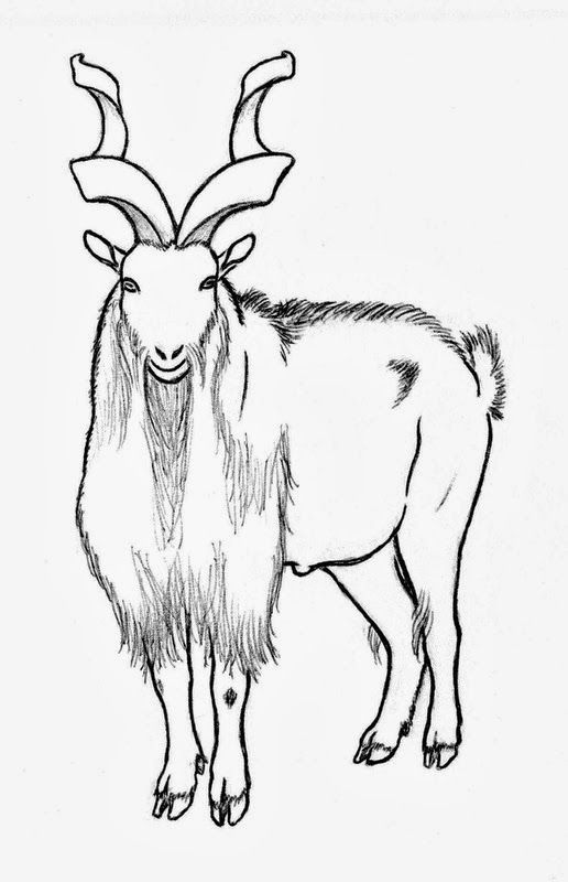 516x800 markhor drawing markhor national animal of pakistan - National Drawing