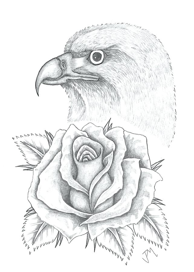 642x900 native american eagle art native eagle drawing native american - Native American Eagle Drawing