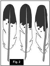 176x229 Native American Fan Craft Focus Article On Flat Native American - Native American Feather Drawing