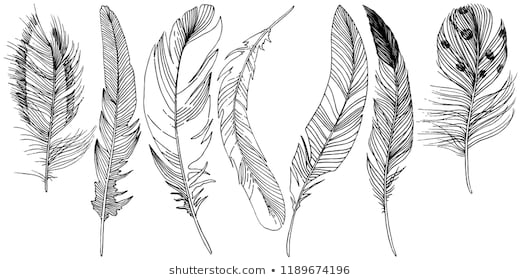 520x280 Native American Feather Drawings Feather Drawing Images Stock - Native American Feather Drawing