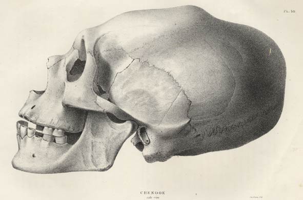 591x390 elongated heads of native people on the north american west coast - Native American Skull Drawing