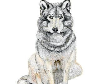 340x270 Wolf Drawing Etsy - Native American Wolf Drawing