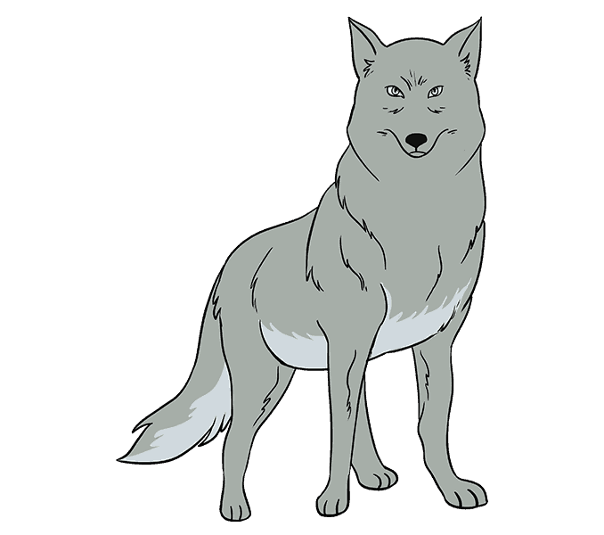678x600 How To Draw A Wolf Easy Step - Native American Wolf Drawing