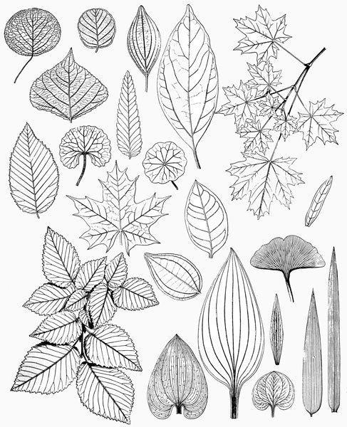 487x600 Image Result For Copy Free Line Drawings Of Leaves Art - Nature Line Drawing