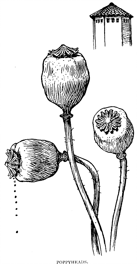 480x921 Form Drawing Nature For Free Download - Nature Line Drawing