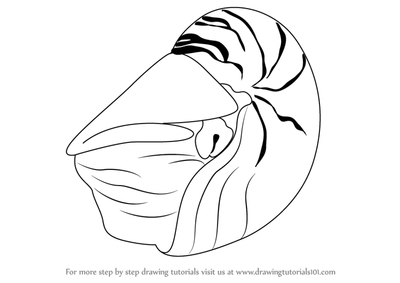 800x566 Learn How To Draw A Nautilus - Nautilus Drawing