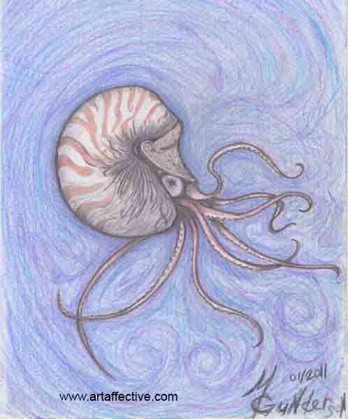 498x600 Nautilus - Nautilus Drawing