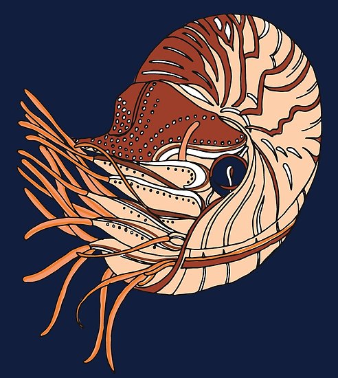 492x550 Nautilus Drawing Posters - Nautilus Drawing