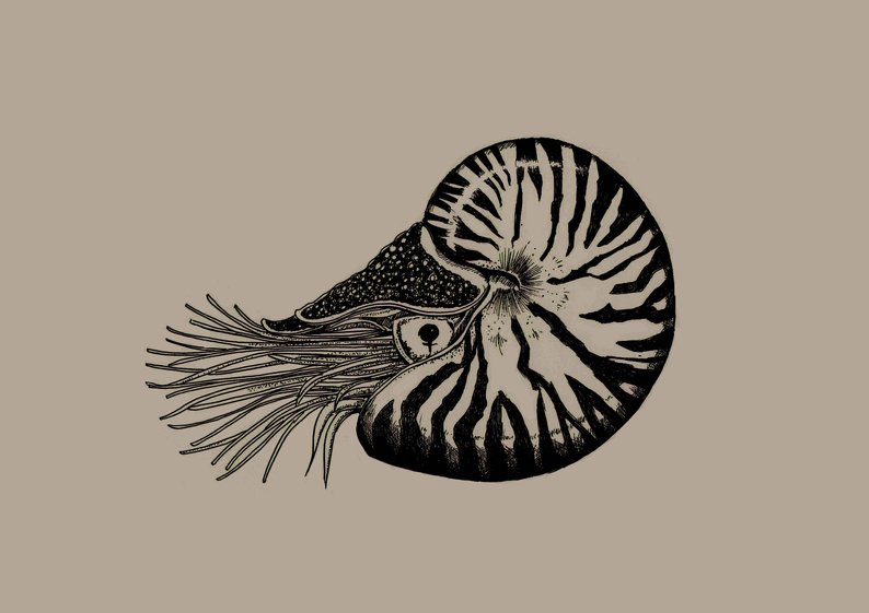 794x561 Nautilus Drawing Print Ocean Picture Marine Art Victorian Etsy - Nautilus Drawing