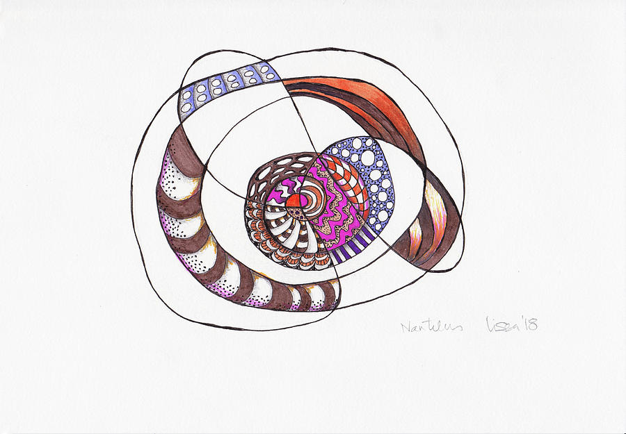 900x625 Nautilus Drawing - Nautilus Drawing
