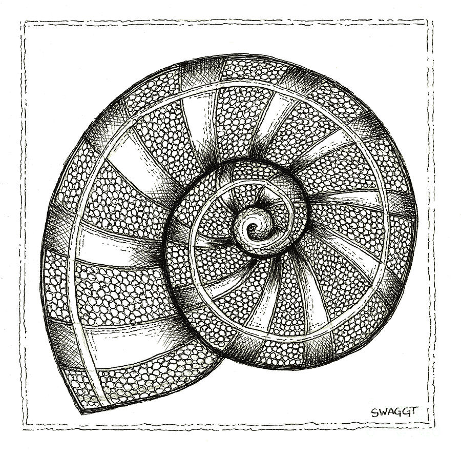 900x885 Nautilus Drawing - Nautilus Drawing
