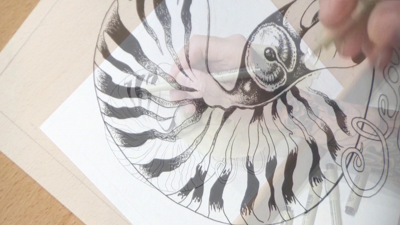 1280x720 Nautilus Ink Drawing - Nautilus Drawing