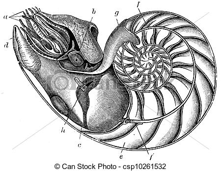 450x349 Nautilus Pompilius - Nautilus Drawing