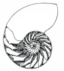 218x242 sacred geometry of the nautilus shell - Nautilus Drawing