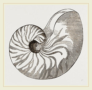 300x291 Shell Of Umbilicated Nautilus Drawing - Nautilus Drawing