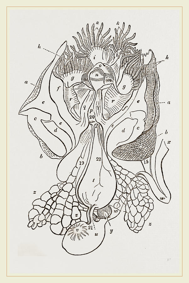 602x900 structure of nautilus drawing - Nautilus Drawing