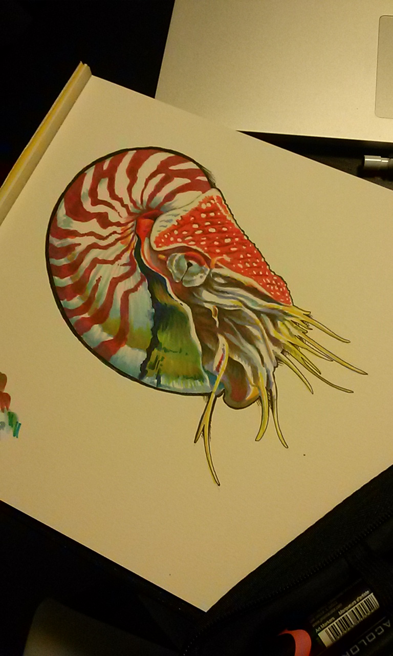 768x1280 Nautilus Drawing - Nautilus Drawing