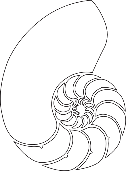 438x595 Nautilus Shell Drawing - Nautilus Drawing