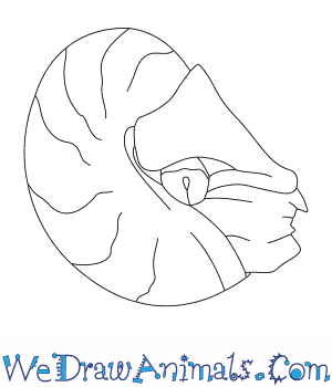 300x350 How To Draw A Nautilus - Nautilus Drawing