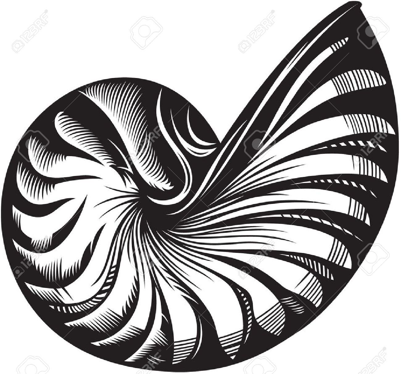 1300x1214 huge collection of 'nautilus line drawing' download more than - Nautilus Line Drawing