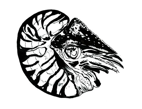 550x423 ink nautilus posters - Nautilus Line Drawing
